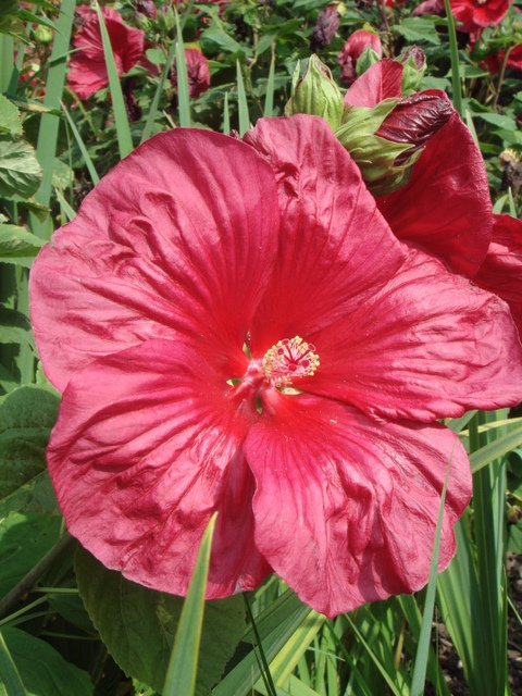 Hibiscus moscheutos fleur (2)